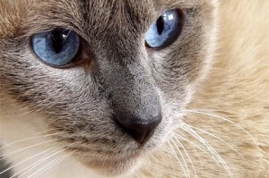 comment soigne mon chat